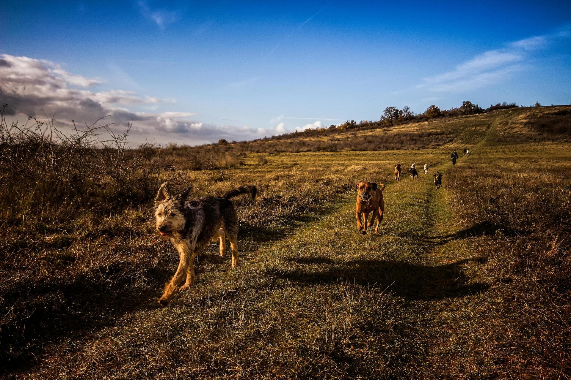 Best Vets in Thetford