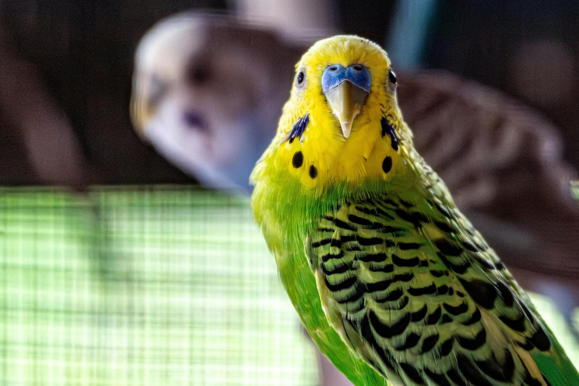 Specialist Vets in Harleston